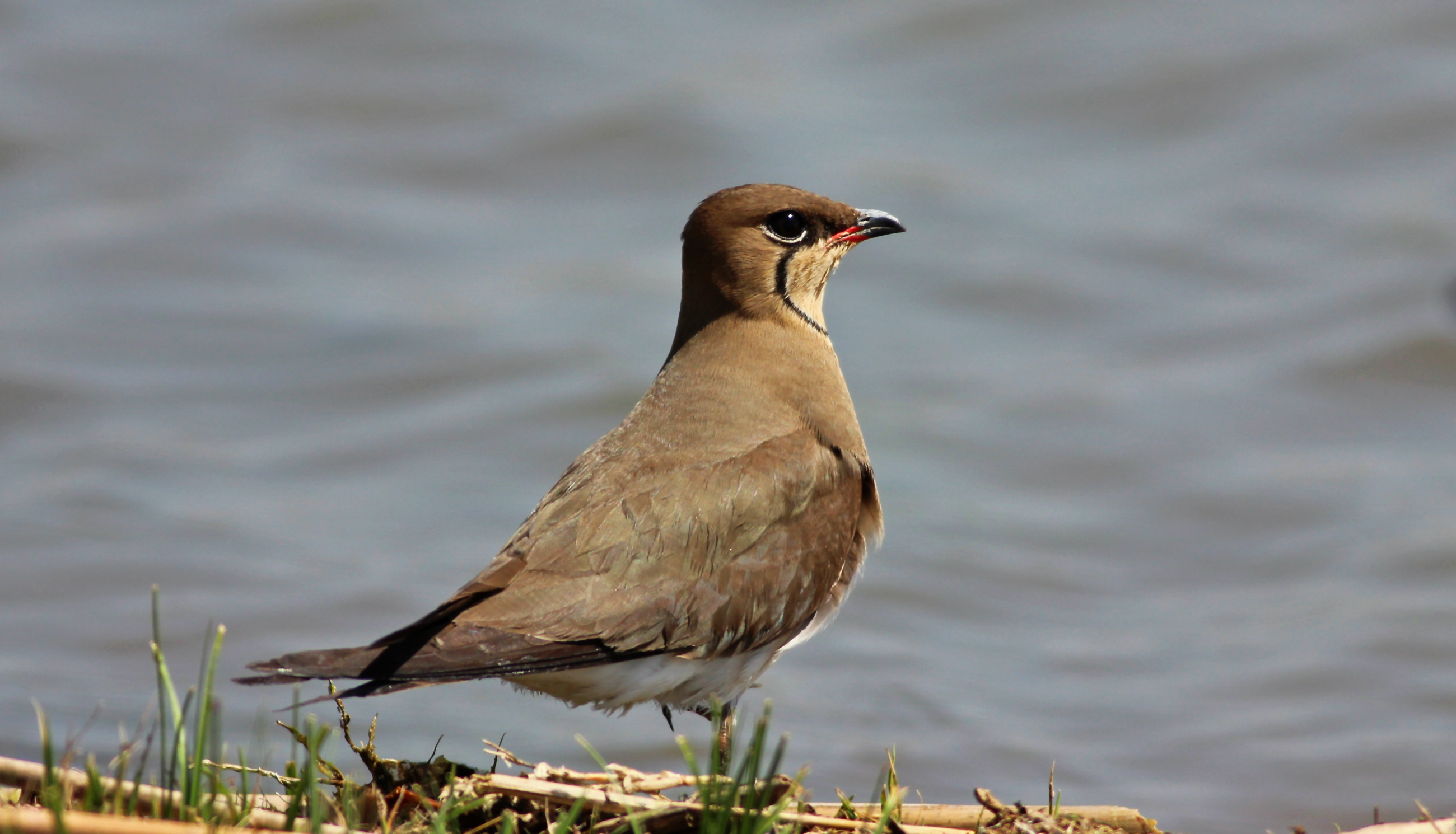 Collared Pratincole